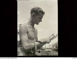 TOROKINA, BOUGAINVILLE ISLAND, SOLOMON ISLANDS. 1945-04-11. LEADING AIRCRAFTMAN BARTHOLOMEW WAS SURPRISED TO FIND A SNAKE TAKING A KEEN INTEREST IN HIS WORK WHILST DEVELOPING PHOTOGRAPHS IN THE ..