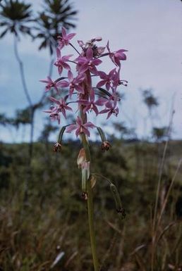 [Spathoglottis orchid close-up in Lae, Papua New Guinea]