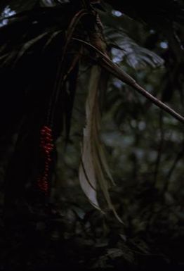 [Unidentified plant from Saruwaged Range, Papua New Guinea]