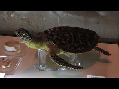 Colors of Paradise Ep 2 Guam Museum Permanent Exhibit