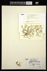 Dictyota dichotoma var. intricata