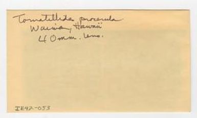[Tornatellides procerula in Hawaii, envelope IE42-053]