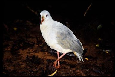 Cagou (Rhynochetos jubatus)