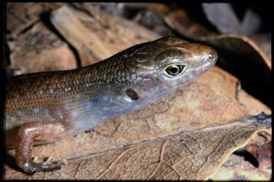 Skink sp.