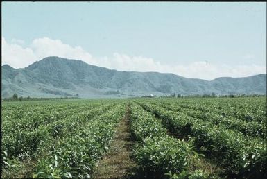 A tea plantation : Wahgi Valley, Papua New Guinea, 1970 / Terence and Margaret Spencer