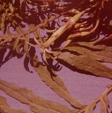 [Unidentified close-up of yellowing flowering plant at Kunia Camp, United States]