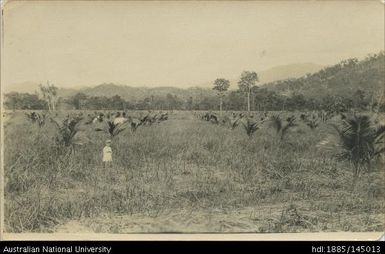 Coconut trees, 18 to 21 months old