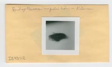 [Pele's hair in Hawaii, envelope IE43-112]