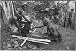 Pig festival, pig sacrifice, Tsembaga: in ancestral shrine, men collect blood from dead pig, man on left wears hornbill beak ornament