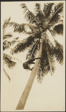 Man climbing for coconuts, May 1929