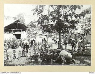 LAE, NEW GUINEA. 1944-11-11. CONVALESCING PATIENTS WORKING IN A SECTION OF THE FLOWER GARDEN OF THE 112TH CONVALESCENT DEPOT