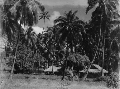 [Buildings among palm trees in the Pacific Islands]