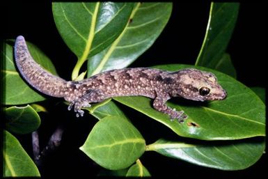 Gecko sp.
