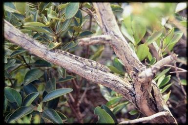 Eurydactylodes agricolae