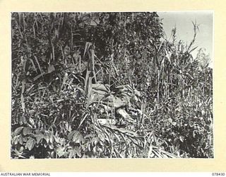BOUGAINVILLE ISLAND. 1945-01-20. A BREN GUN PIT MANNED BY A GUNNER OF THE 2ND FIELD REGIMENT, ON THE OUTSKIRTS OF THE UNIT PERIMETER