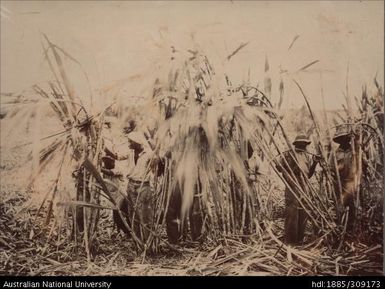 Farmers about to uproot cane stools, Labasa