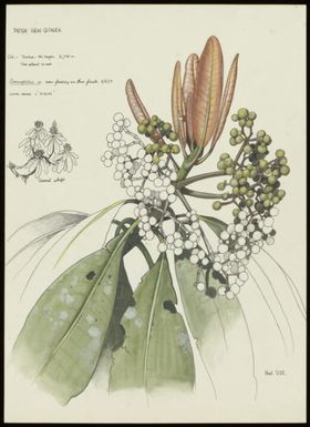 Zygogynum staufferianum Vink?, family Winteraceae, Tomba region, Papua New Guinea, 5 June 1973 / William T. Cooper