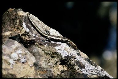 Cryptoblepharus poecilopleurus