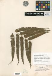 Pneumatopteris oxyoura