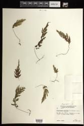 Hymenophyllum pallidum