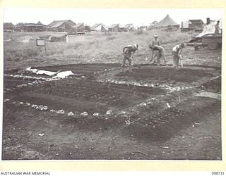 CAPE WOM, NEW GUINEA. 1945-11-14. CHINESE LABOURERS WORKING IN THE GARDENS AT 6 DIVISION PROVOST COMPANY UNIT LINES. THEY WERE RELEASED FROM THE JAPANESE AFTER THE SURRENDER