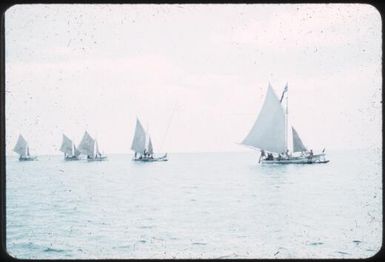New Year's Day Sports, 1957, canoe race featuring five canoes with full sails : Mapamoiwa Station, D'Entrecasteaux Islands, Papua New Guinea, 1957 / Terence and Margaret Spencer