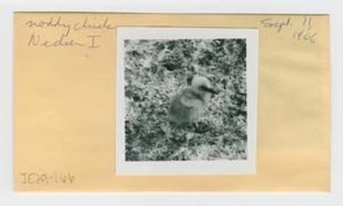 [Noddy chick in Hawaii, envelope IE29-166]