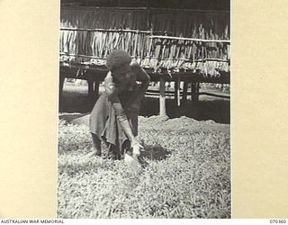 MILNE BAY, NEW GUINEA, 1944-02-10. EBUDA, A NATIVE OF BANIARA, A NORTH COASTAL VILLAGE, CUTTING GRASS AT THE HEADQUARTERS, BARAGA NATIVE LABOUR CAMP