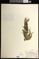 Hymenophyllum imbricatum