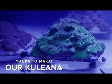 These Coral Pyramids are Helping Hawaiʻi's Reefs in a Big Way