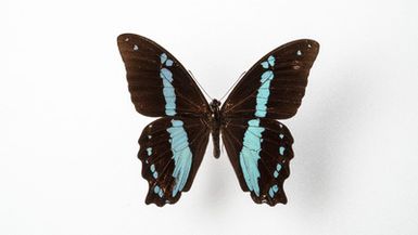 ["Papilio nireus Linnaeus, 1758 - mascul"]