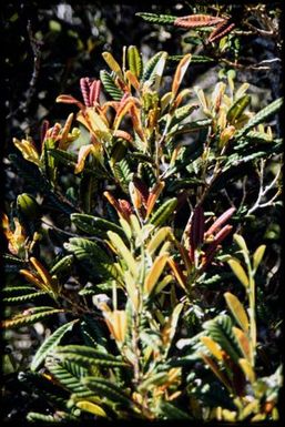 Nothofagus codonandra, 1000 m