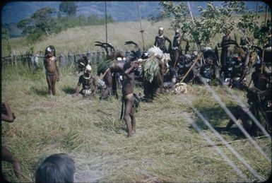 Pundi placing gift of cooked pig in front of Wamdi : Wahgi Valley, Papua New Guinea, 1955 / Terence and Margaret Spencer