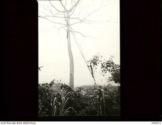 Kiarivu, New Guinea. 1945-08-06. Natives erecting a mortar observation post in a high but bare tree being climbed with the aid of a bamboo ladder. The natives were accompanying troops from the ..