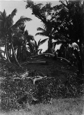 [Two men standing underneath palm trees]