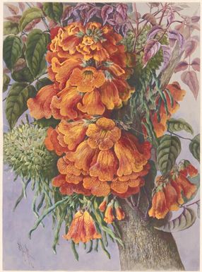Lamiodendron magnificum Steen., family Bignoniaceae, Papua New Guinea, 1916 / Ellis Rowan
