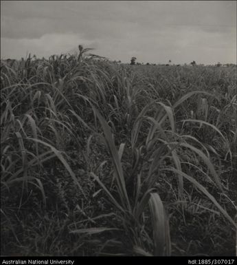 Field Officer inspecting crop