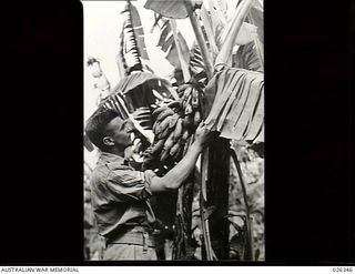 New Guinea. 1942-08-02. An Australian soldier picks a bunch of bananas for the mess from one of the many banana palms in the area