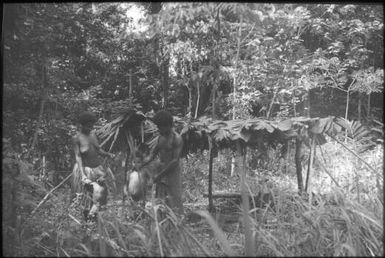 A temporary home in the bush for a family which did not like the spraying of their house : D'Entrecasteaux Islands, Papua New Guinea, 1956-1959 / Terence and Margaret Spencer