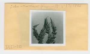[Fern in Hawaii, envelope IE27-218]
