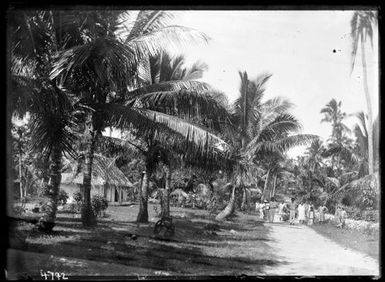 Samoan Palm Trees