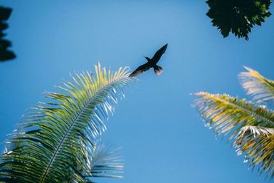 Bird flying among palm fronds, Atafu, Tokelau