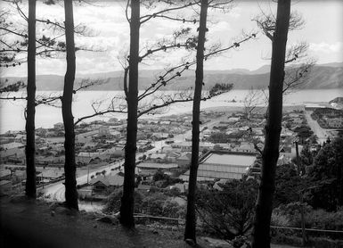 Looking through pine trees, over the suburb of Seatoun, Wellington