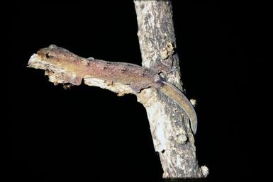 Gecko sp.