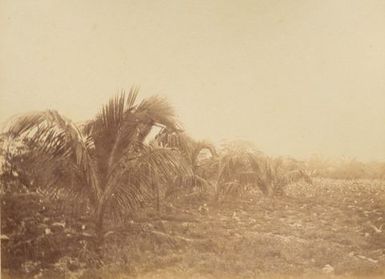 Bird Island Suwarrow. From the album: Views in the Pacific Islands