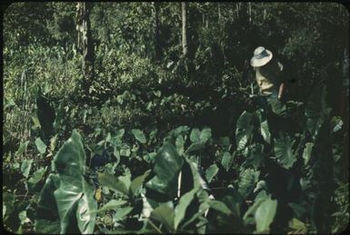 Taro gardens in tanks (5) : Mortlock Islands, Papua New Guinea, 1960 / Terence and Margaret Spencer