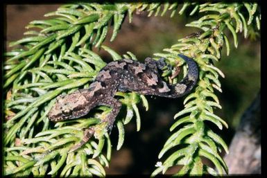 Gecko sp.