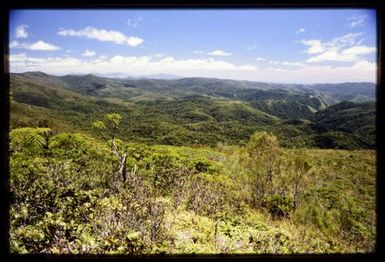 Rainforest in central part of forest