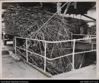 Harvested cane, Rarawai Mill