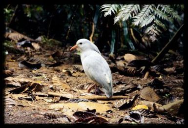 Cagou (Rhynochetos jubatus)